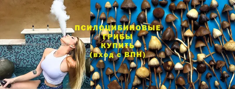 Галлюциногенные грибы Psilocybe  Кущёвская 